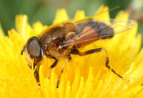 Réf. 329 451 : Eristalis nemorum